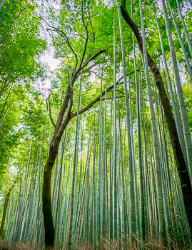 Trees