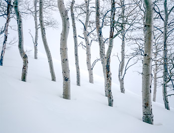 Trees